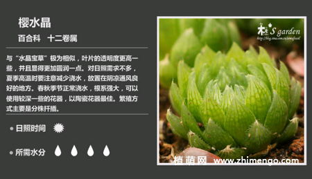 150种多肉植物图片名称大全