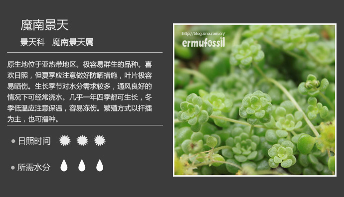 100种常见多肉植物图鉴及养殖方法