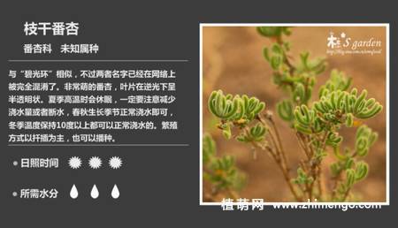 150种多肉植物图片名称大全