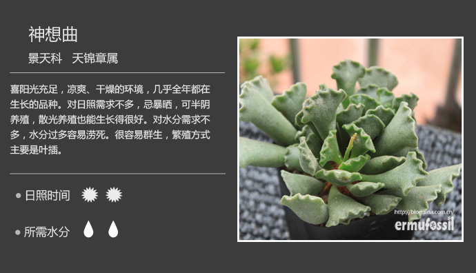 100种常见多肉植物图鉴及养殖方法