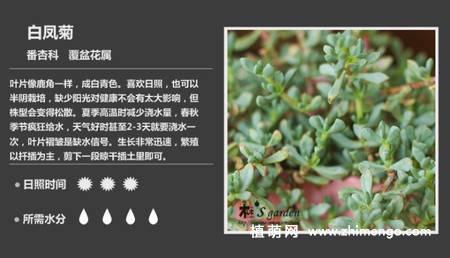 150种多肉植物图片名称大全