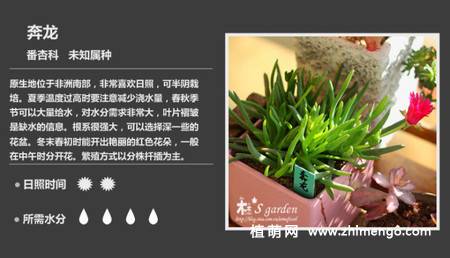150种多肉植物图片名称大全