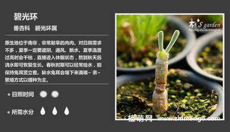 150种多肉植物图片名称大全