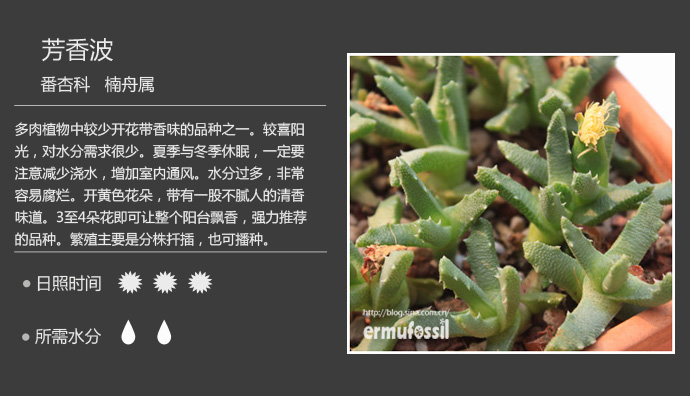100种常见多肉植物图鉴及养殖方法