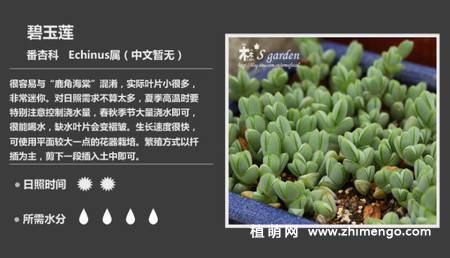 150种多肉植物图片名称大全