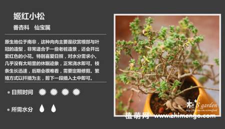 150种多肉植物图片名称大全