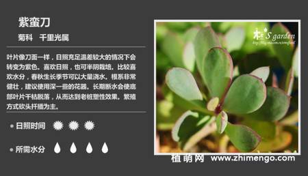 150种多肉植物图片名称大全