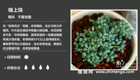 150种多肉植物图片名称大全