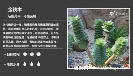 150种多肉植物图片名称大全