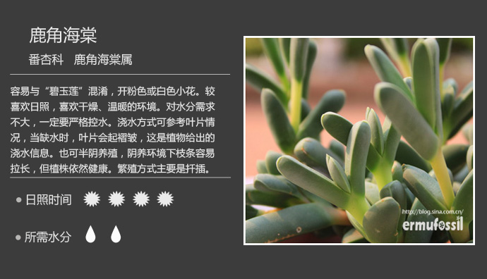 100种常见多肉植物图鉴及养殖方法