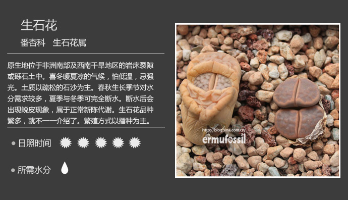 100种常见多肉植物图鉴及养殖方法