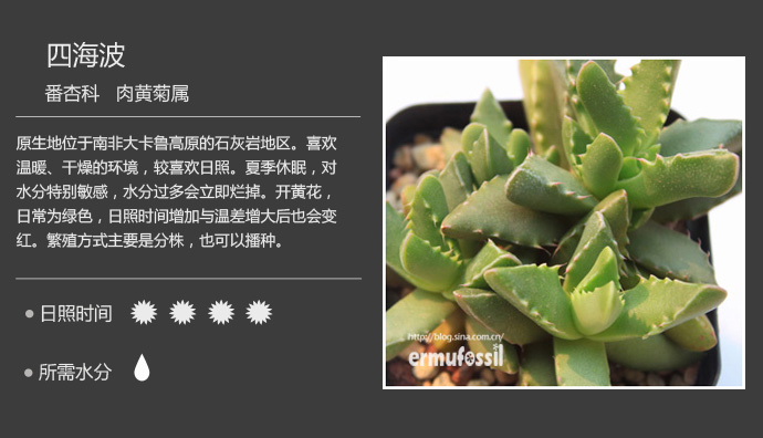 100种常见多肉植物图鉴及养殖方法