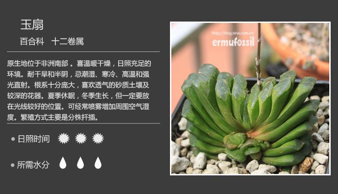100种常见多肉植物图鉴及养殖方法