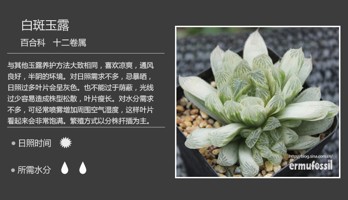 100种常见多肉植物图鉴及养殖方法