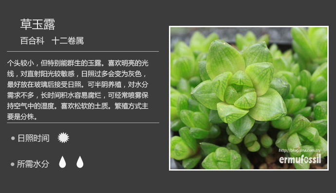 100种常见多肉植物图鉴及养殖方法