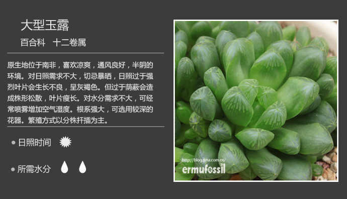 100种常见多肉植物图鉴及养殖方法