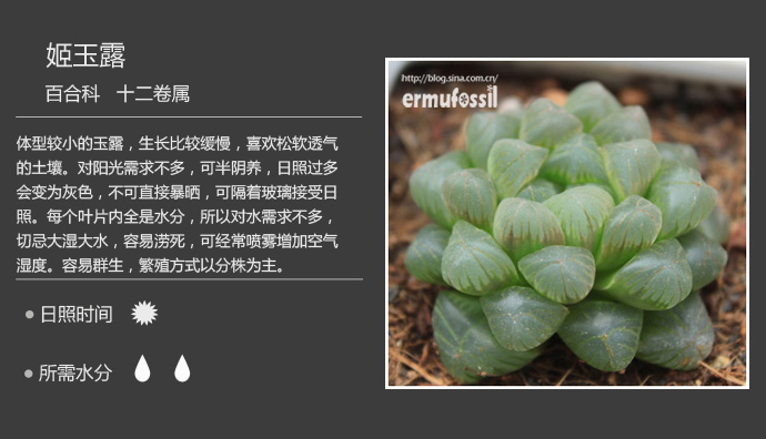 100种常见多肉植物图鉴及养殖方法