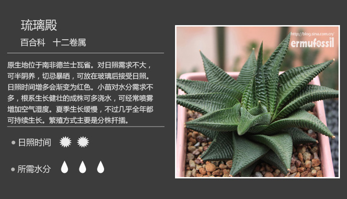 100种常见多肉植物图鉴及养殖方法