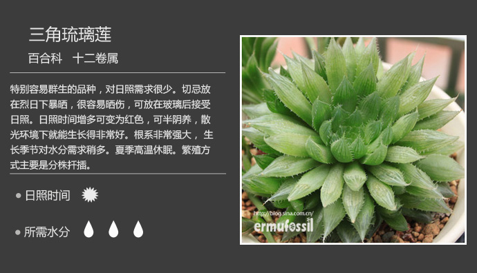 100种常见多肉植物图鉴及养殖方法