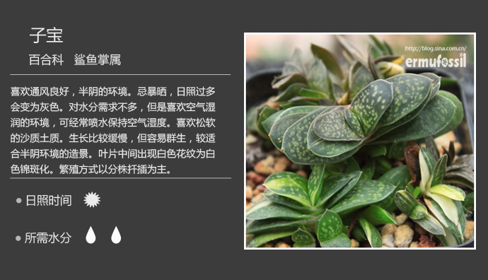 100种常见多肉植物图鉴及养殖方法