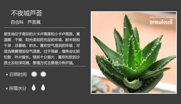 100种常见多肉植物图鉴及养殖方法