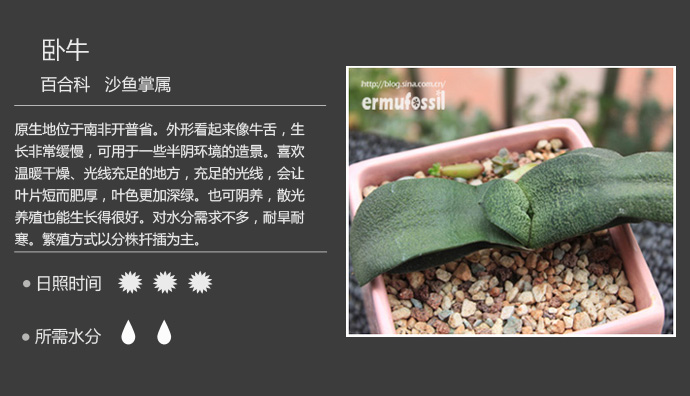 100种常见多肉植物图鉴及养殖方法