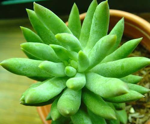 常见多肉植物图鉴大全
