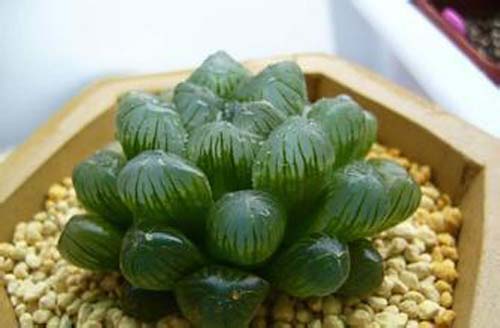 常见多肉植物图鉴大全