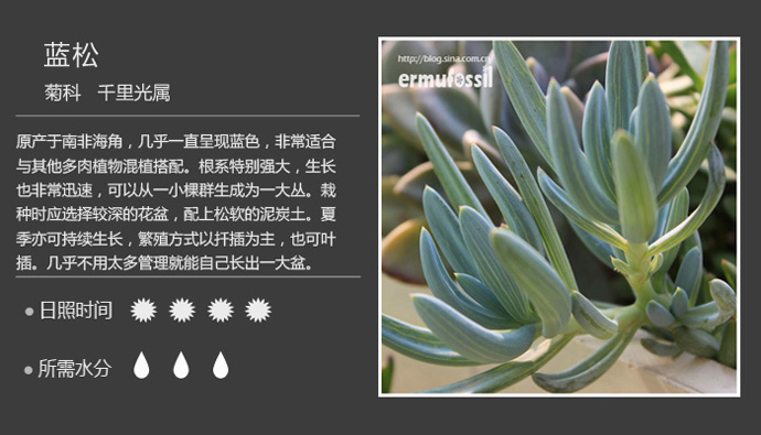 100种常见多肉植物图鉴及养殖方法