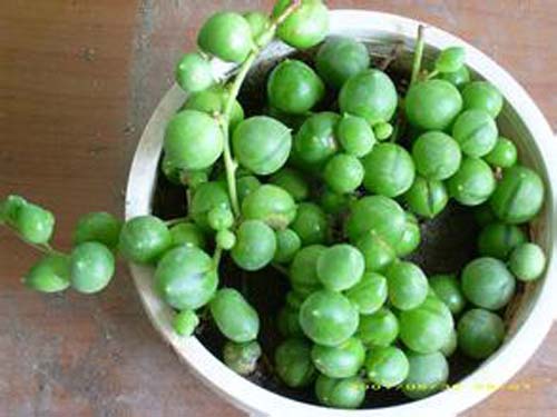 常见多肉植物图鉴大全