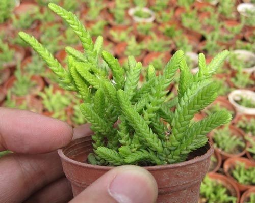 常见多肉植物图鉴大全