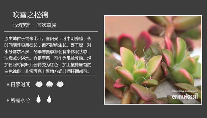 100种常见多肉植物图鉴及养殖方法
