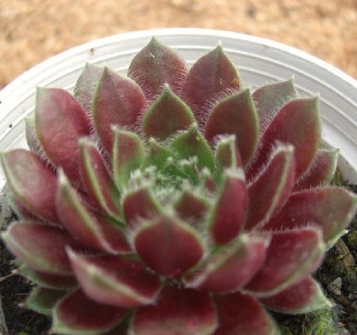 常见多肉植物图鉴大全