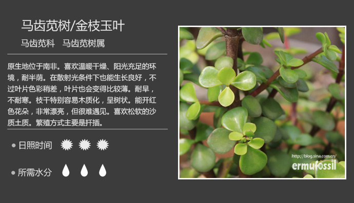 100种常见多肉植物图鉴及养殖方法