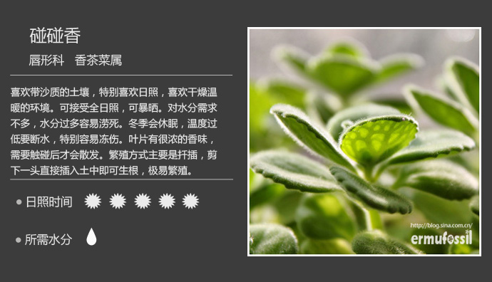 100种常见多肉植物图鉴及养殖方法