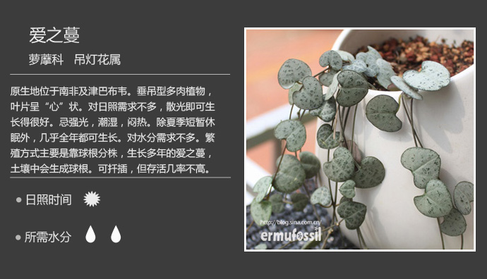 100种常见多肉植物图鉴及养殖方法