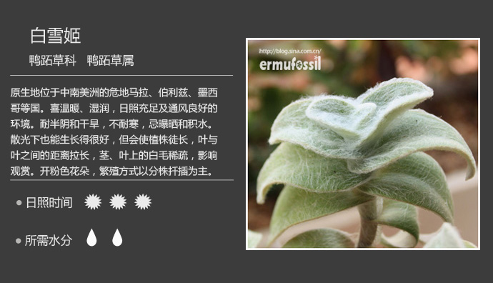 100种常见多肉植物图鉴及养殖方法