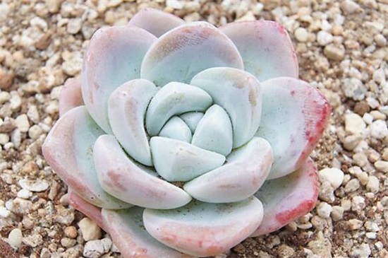 多肉植物冰玉怎么养，4大步骤让冰玉粉嫩无比