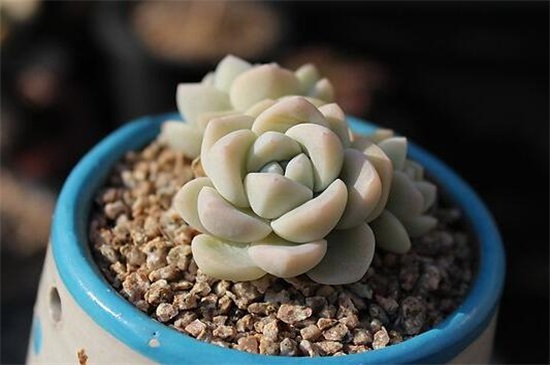 多肉植物冰玉怎么养，4大步骤让冰玉粉嫩无比