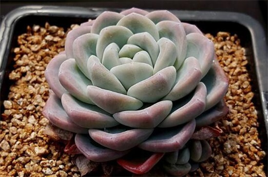 多肉植物冰玉怎么养，4大步骤让冰玉粉嫩无比