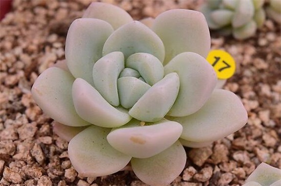 多肉植物冰玉怎么养，4大步骤让冰玉粉嫩无比