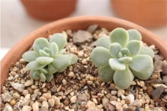 多肉植物冰玉怎么养，4大步骤让冰玉粉嫩无比