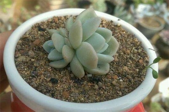 多肉植物冰玉怎么养，4大步骤让冰玉粉嫩无比