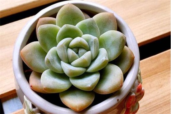 多肉植物冰玉怎么养，4大步骤让冰玉粉嫩无比