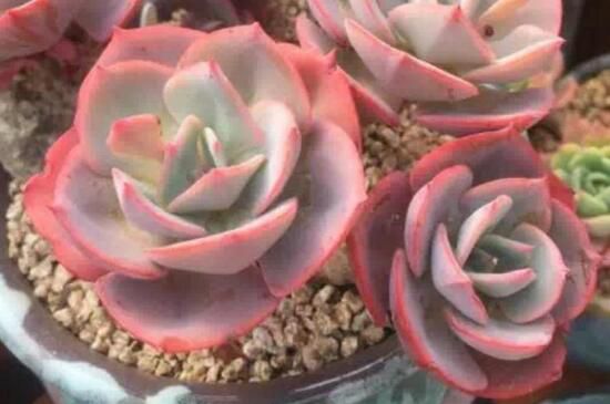 如何种植多肉植物？多肉植物种植技巧