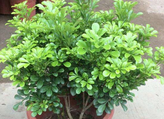 米兰花能浇白醋吗？米兰花掉叶子放点白醋即可挽回