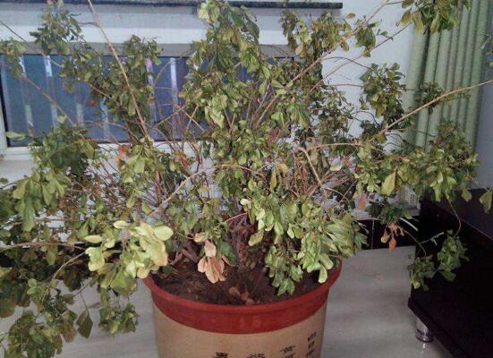 米兰花能浇白醋吗？米兰花掉叶子放点白醋即可挽回