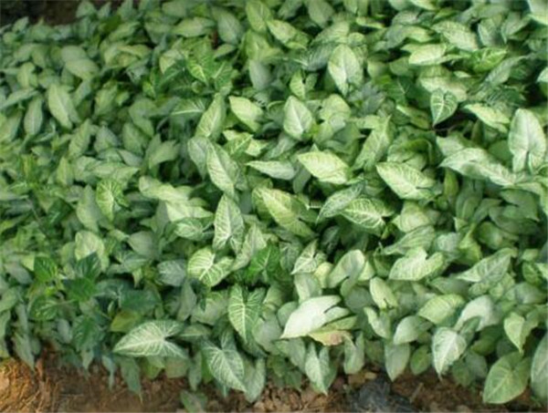 白蝴蝶植物的寓意 白蝴蝶植物怎么养
