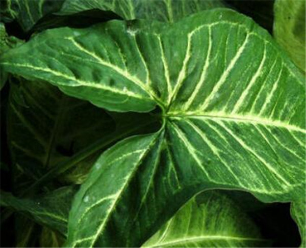 白蝴蝶植物的寓意 白蝴蝶植物怎么养