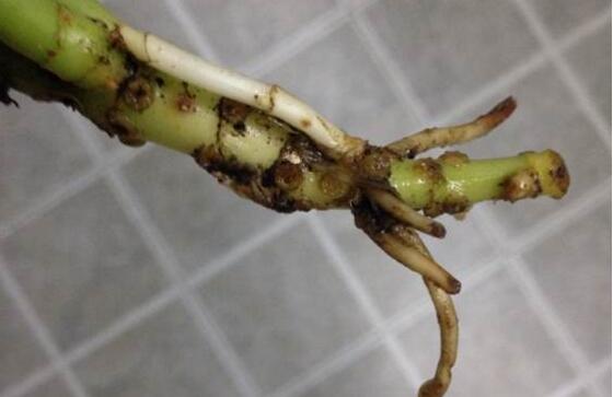 一帆风顺烂根怎么处理？一帆风顺烂根原因及解决方法